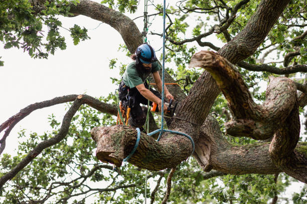 Best Tree Health Inspection  in North Bethesda, MD