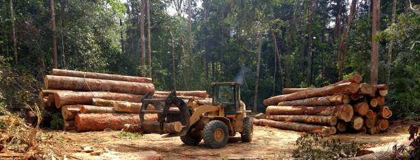 Reliable North Bethesda, MD Tree Care Solutions