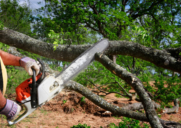 How Our Tree Care Process Works  in  North Bethesda, MD